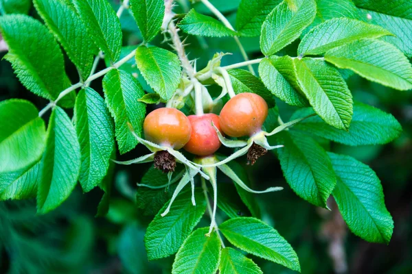 Hawthorn Berries On Tree Branch
