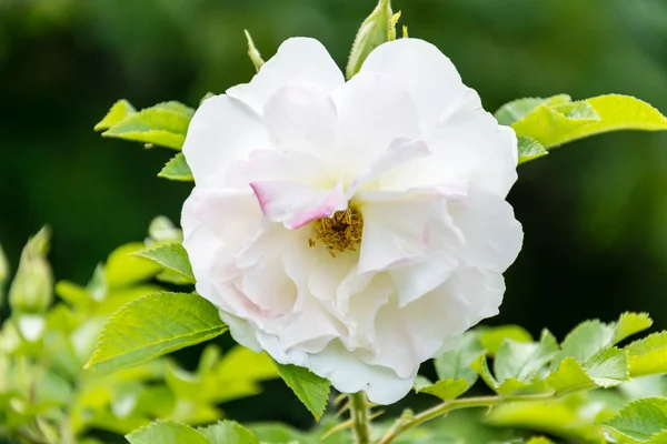 White Eglantine — Stok fotoğraf