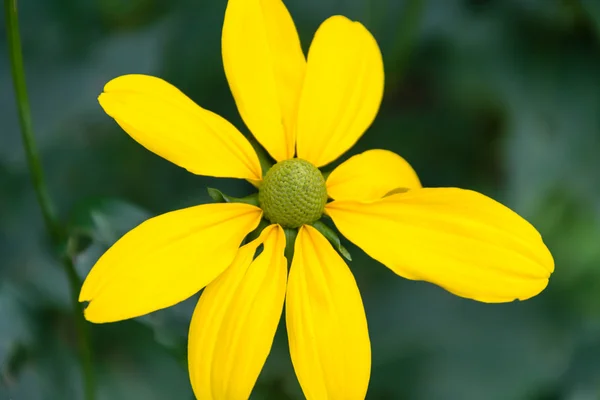 Yellow Flower Blossom From Top