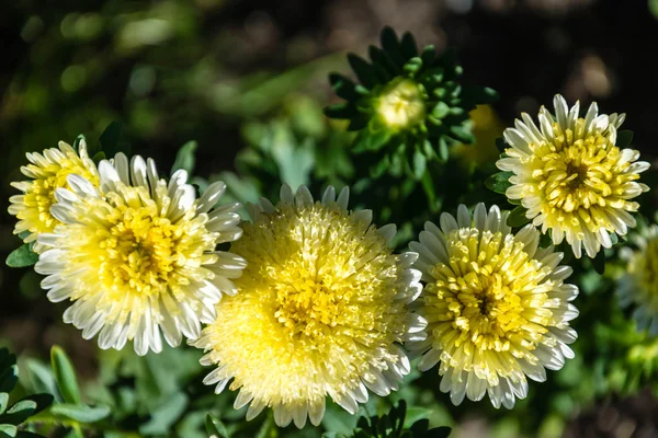 Kwiaty Aster — Zdjęcie stockowe