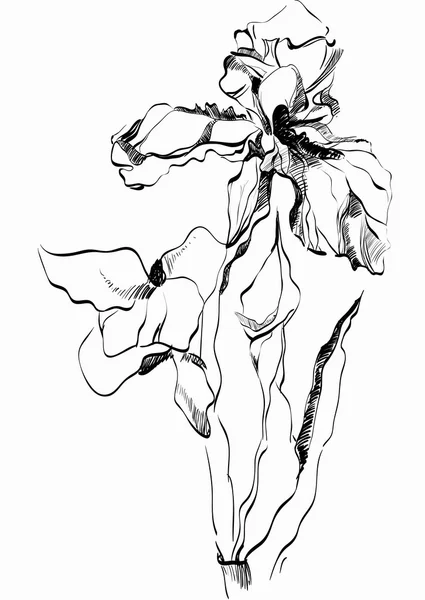 Цветок Ирис — стоковый вектор