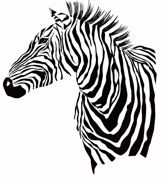 Animal illustration of zebra silhouette — Stock Vector
