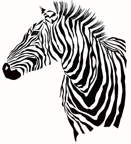Animal illustration of zebra silhouette