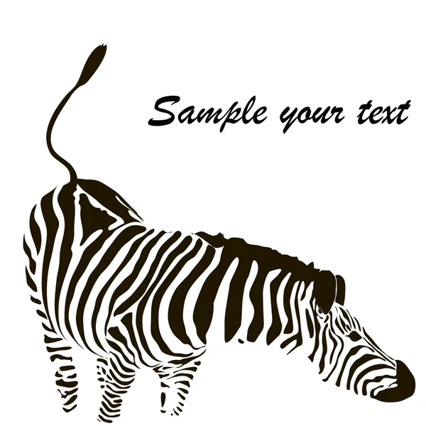 Zebra vector — Stock Vector