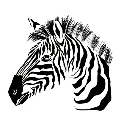 Portret van zebra op de witte achtergrond