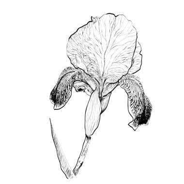 ayrıntılı el çizilmiş iris çiçeği - tasarım.