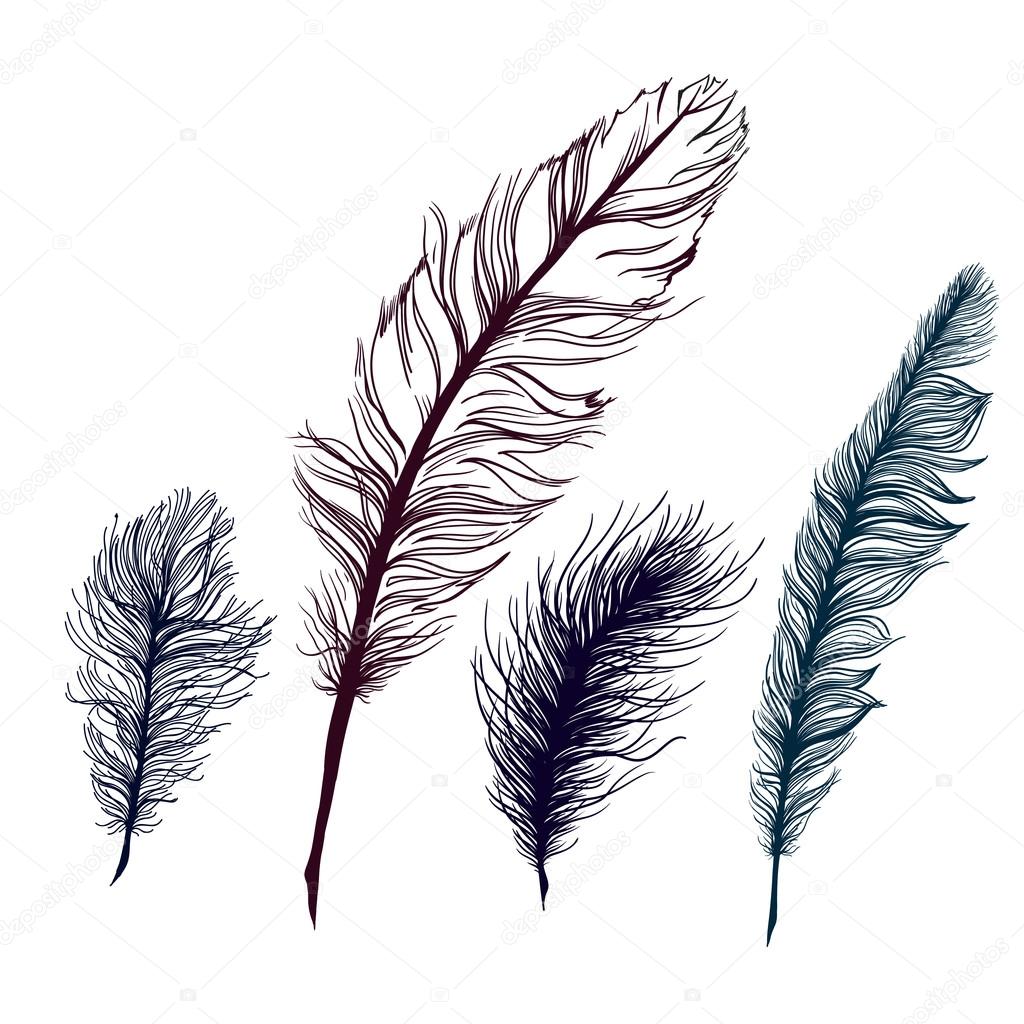 Set of multicolored feathers. On white background