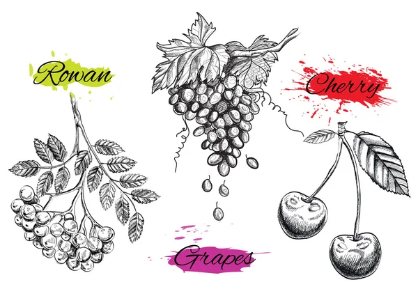 Illustrazione artistica di frutti ad acquerello. EPS vettoriale — Vettoriale Stock