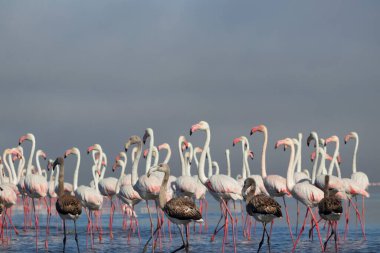 Vahşi Afrika kuşları. Beyaz afrikalı flamingo kuşları güneşli bir günde mavi gölde dolaşıyorlar.