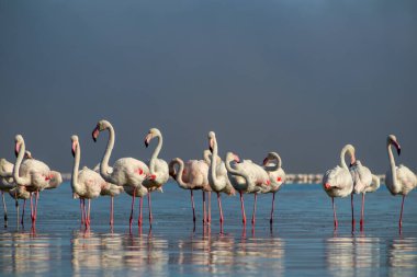 Vahşi Afrika kuşları. Pembe Afrikalı flamingo sürüsü güneşli bir günde mavi gölün arka planında yürüyorlar..