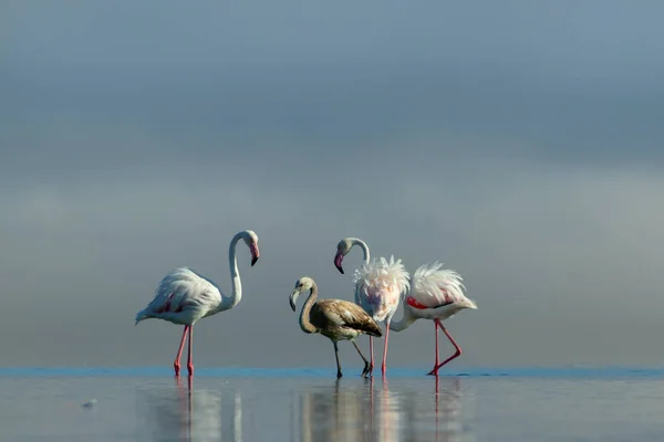 Wild African Birds Flock Pink African Flamingos Walking Blue Lagoon — Stock Photo, Image