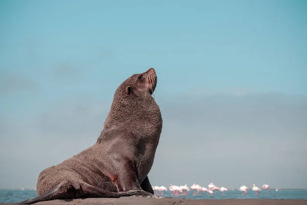 Foca Piel Marrón Solitaria Sienta Océano Una Mañana Soleada —  Fotos de Stock