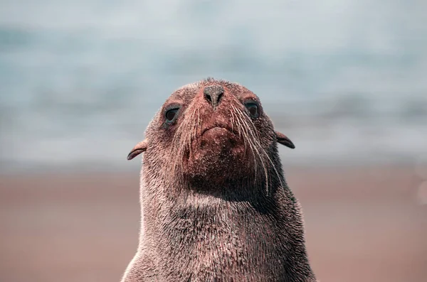 阳光明媚的早晨 孤零零的棕色毛皮海豹栖息在大海里 — 图库照片