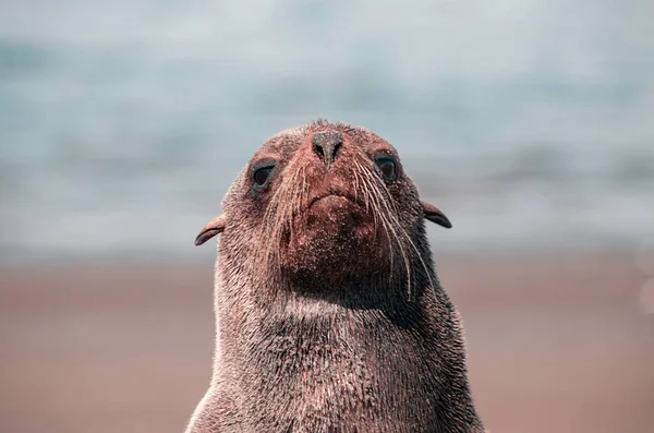 Eenzame Bruine Pelsrobben Zitten Oceaan Een Zonnige Ochtend — Stockfoto