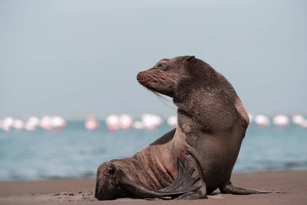 Ensam Brun Pälssäl Sitter Havet Solig Morgon — Stockfoto