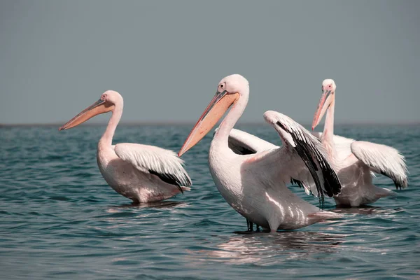 Wilde Tiere Der Natur Gruppe Von Pelikanen Wasser — Stockfoto