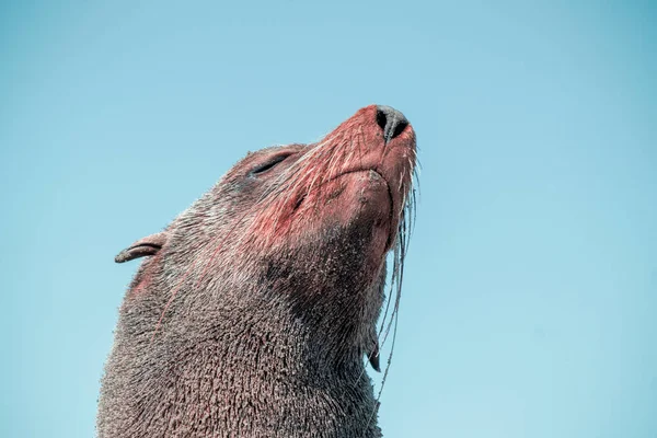 Samotny Brązowy Futro Foka Siedzi Ocean Słoneczny Poranek — Zdjęcie stockowe