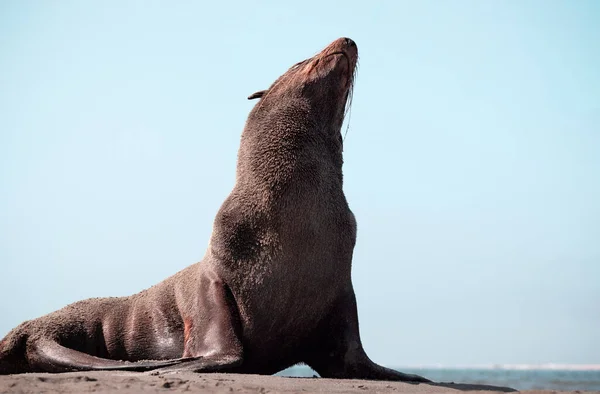 Samotny Brązowy Futro Foka Siedzi Ocean Słoneczny Poranek — Zdjęcie stockowe