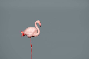 Mavi arka planda yalnız Afrika pembe flamingosu