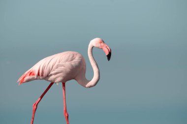 Mavi arka planda yalnız Afrika pembe flamingosu