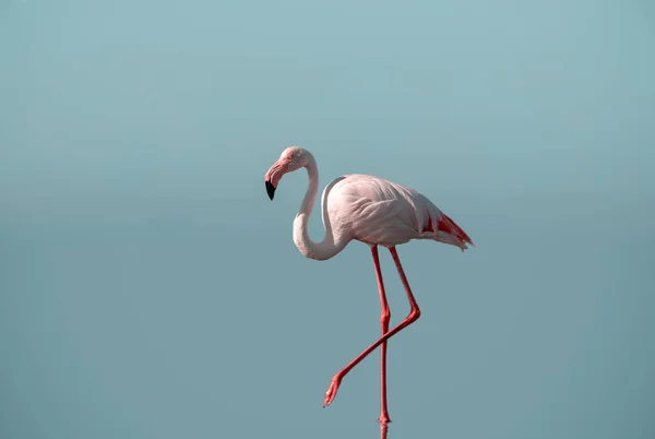 Flamingo Rosa Africano Solitário Fundo Azul — Fotografia de Stock