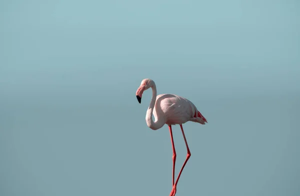 Magányos Afrikai Rózsaszín Flamingó Kék Háttérrel — Stock Fotó
