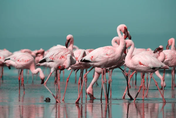 Wild african birds. Group birds of pink african flamingos  walking around the blue lagoon on a sunny day