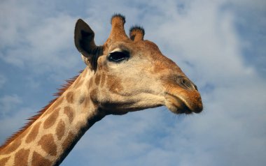Vahşi Afrikalı hayatı. Yazın mavi gökyüzünde yaygın bir Güney Afrika zürafası. Namibya