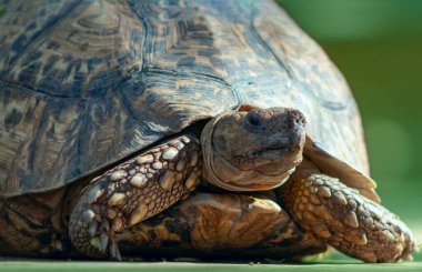 Vahşi Afrikalı hayatı. Güneşli bir günde sevimli bir kaplumbağanın kapanışı. Namibya