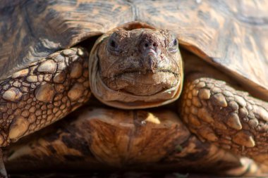 Vahşi Afrikalı hayatı. Güneşli bir günde sevimli bir kaplumbağanın kapanışı. Namibya