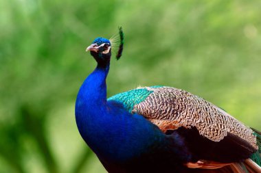 Yeşil bir arka planda sevimli tavus kuşunun (büyük ve parlak kuş) yakın plan