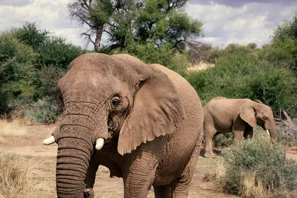 Elefantes Africanos Caminando Por Los Exuberantes Pastizales Del Parque Nacional — Foto de Stock