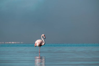 Yalnız Afrikalı pembe flamingo güneşli bir günde mavi gölde yürüyor.