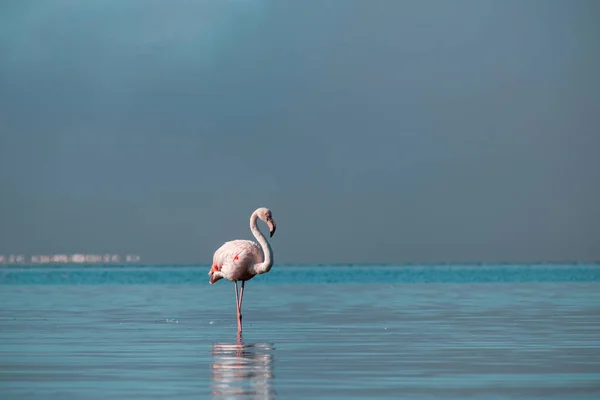 Einsamer Afrikanischer Rosafarbener Flamingo Spaziert Einem Sonnigen Tag Der Blauen — Stockfoto