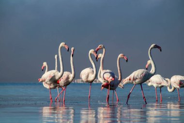 Vahşi Afrikalı hayatı. Pembe Afrikalı flamingo sürüsü güneşli bir günde mavi gölün arka planında yürüyorlar.. 
