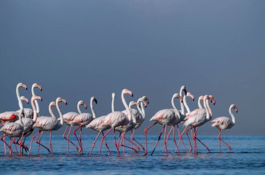Vahşi Afrikalı hayatı. Pembe Afrikalı flamingo sürüsü güneşli bir günde mavi gölün arka planında yürüyorlar.. 