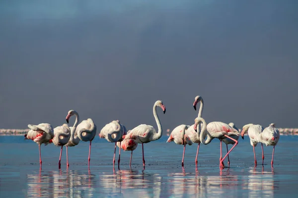 Дикая Африканская Жизнь Стая Розовых Африканских Фламинго Гуляет Голубой Лагуне — стоковое фото