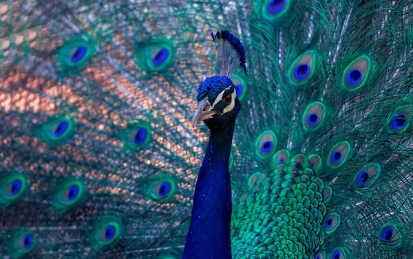 Retrato Belo Pavão Colorido Com Penas Cauda Para Fora — Fotografia de Stock