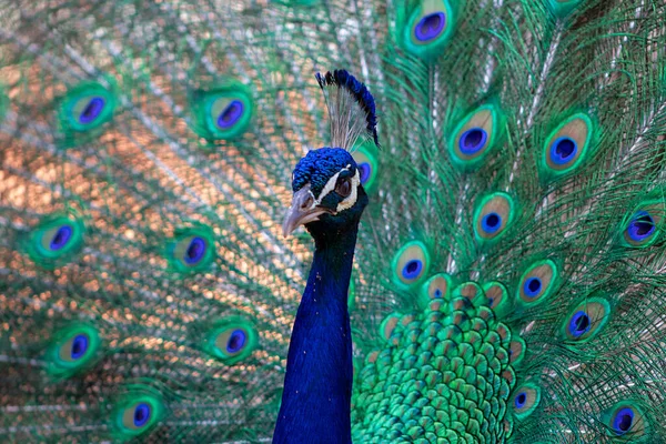 꼬리깃 아름다운 색깔의 공작의 — 스톡 사진