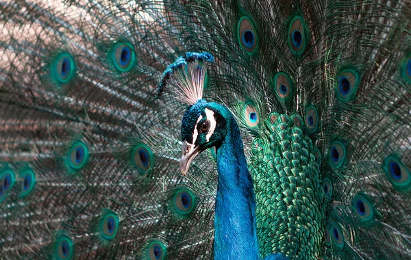 Retrato Hermoso Búho Real Color Con Plumas Cola Hacia Fuera —  Fotos de Stock