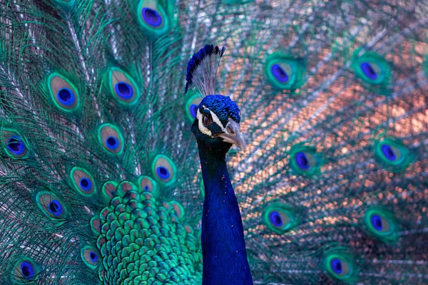 Retrato Belo Pavão Colorido Com Penas Cauda Para Fora — Fotografia de Stock