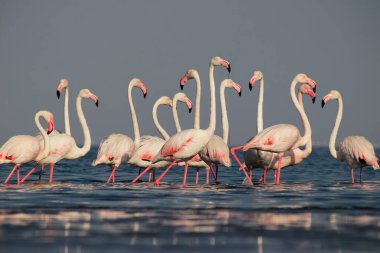 Vahşi Afrika kuşları. Beyaz afrikalı flamingo kuşları güneşli bir günde mavi gölde dolaşıyorlar.
