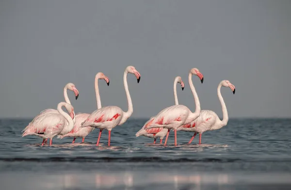 Wilde Afrikanische Vögel Gruppe Weißer Afrikanischer Flamingos Spaziert Einem Sonnigen — Stockfoto