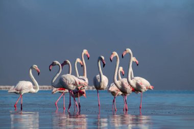 Vahşi Afrika kuşları. Pembe Afrikalı flamingo sürüsü güneşli bir günde mavi gölün arka planında yürüyorlar..