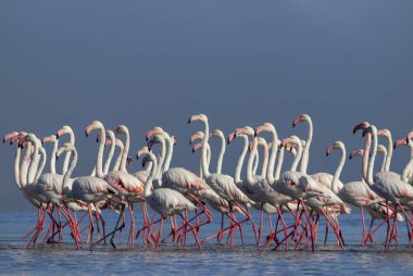 Vahşi Afrikalı hayatı. Pembe afrikalı flamingo kuşları güneşli bir günde mavi gölde dolaşıyorlar.