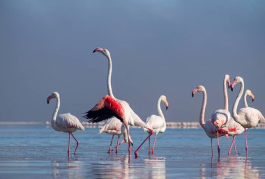 Vahşi Afrikalı hayatı. Pembe afrikalı flamingo kuşları güneşli bir günde mavi gölde dolaşıyorlar.