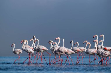 Vahşi Afrikalı hayatı. Pembe Afrikalı flamingo sürüsü güneşli bir günde mavi gölün arka planında yürüyorlar.. 