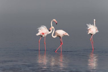 Vahşi Afrika kuşları. Pembe Afrikalı flamingo sürüsü güneşli bir günde mavi gölün arka planında yürüyorlar..