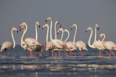 Vahşi Afrika kuşları. Beyaz afrikalı flamingo kuşları güneşli bir günde mavi gölde dolaşıyorlar.