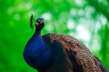 Vahşi Afrikalı hayatı. Bulanık bir arkaplanda sevimli tavus kuşunun (büyük ve parlak kuş) kapağını kapat